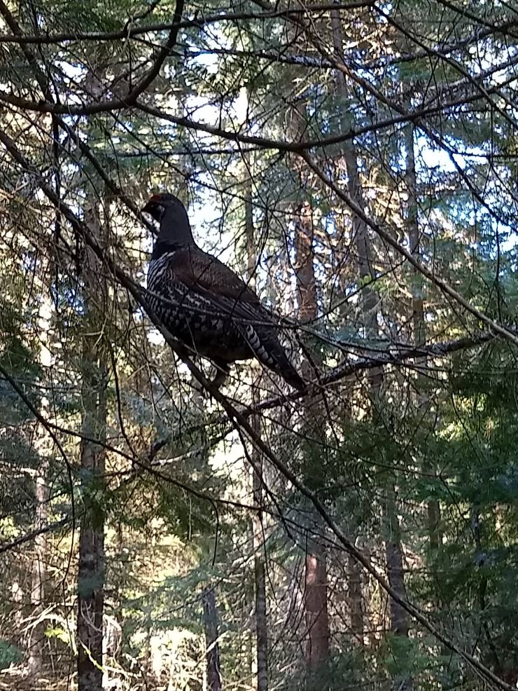 img_20180520_180037714